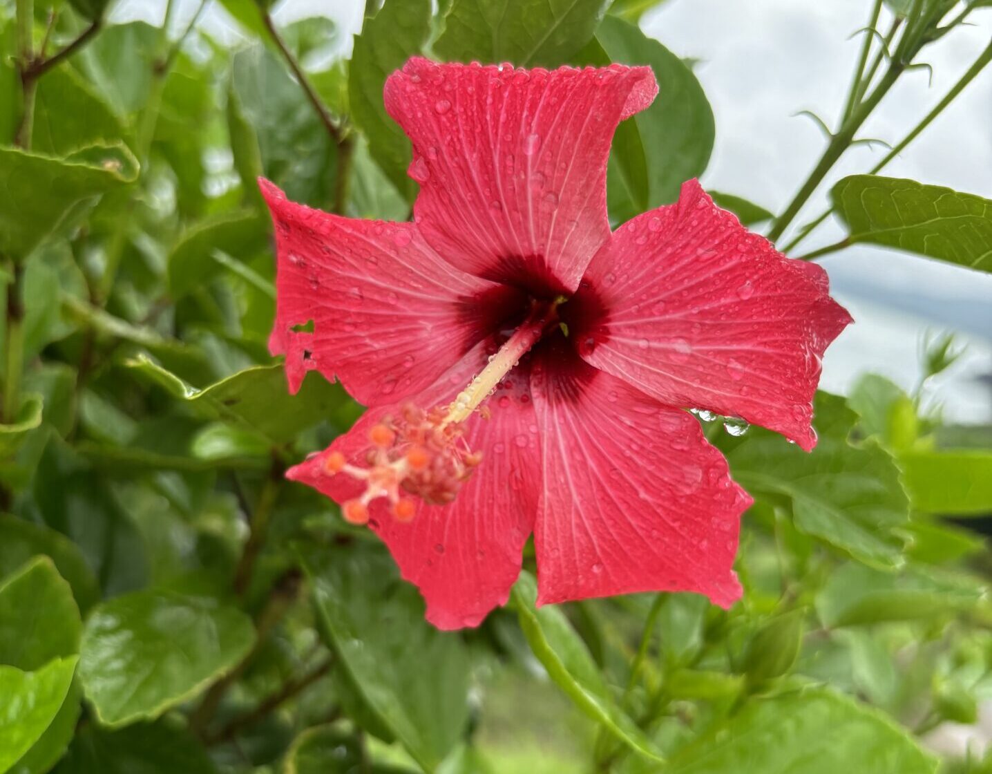 ハイビスカス