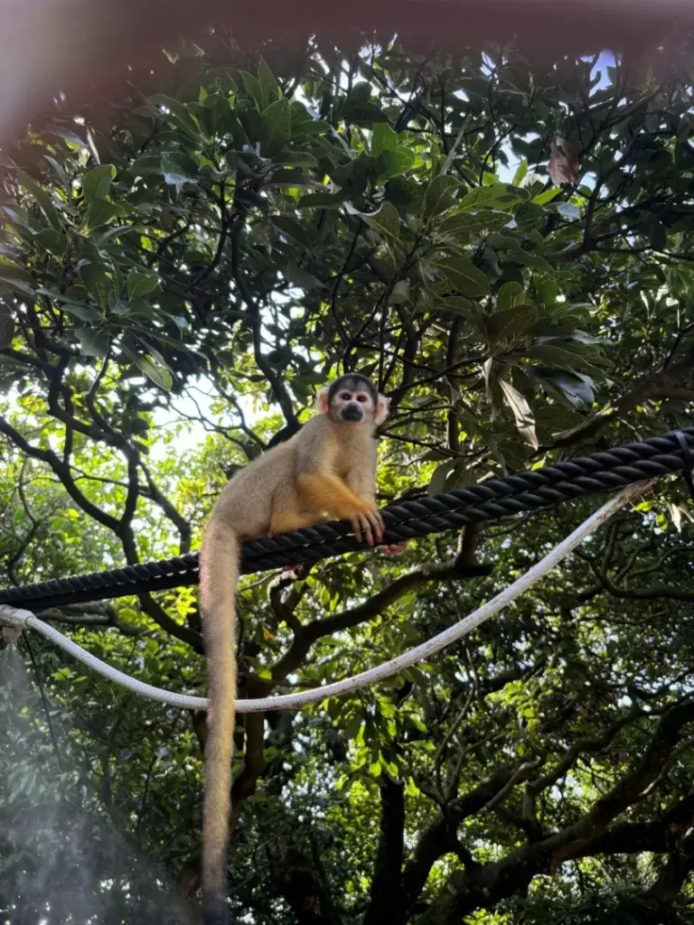 木の上のロープを渡るリスザル