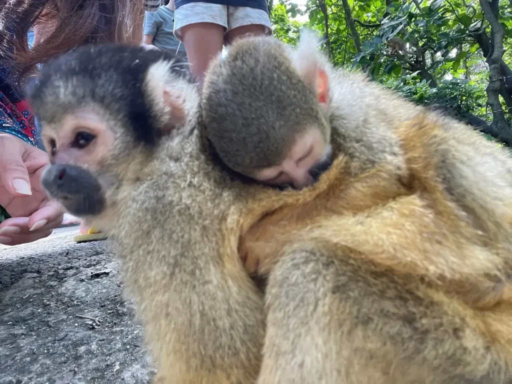 お母さんの背中ですやすや眠るリスザルの赤ちゃん