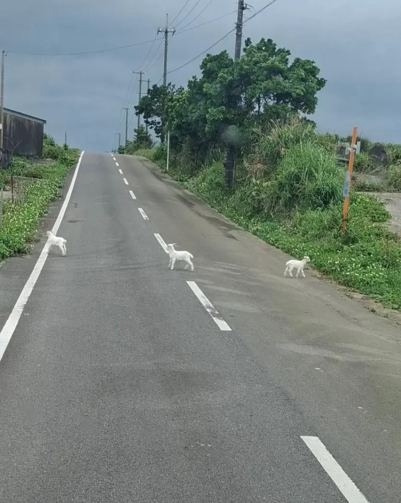 石垣島の交通事情|道路にヤギがいる様子と注意点