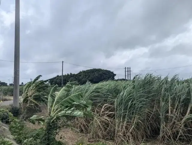 台風でサトウキビが傾いてる様子