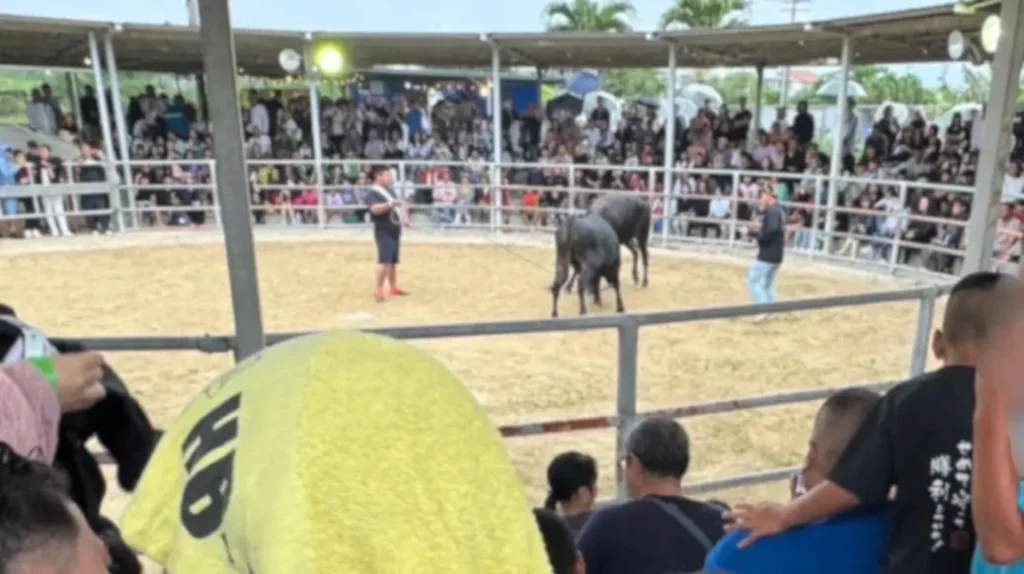 闘牛ショー観戦